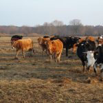 A group of cows grazing in a rural pasture during fall with a forest backdrop.