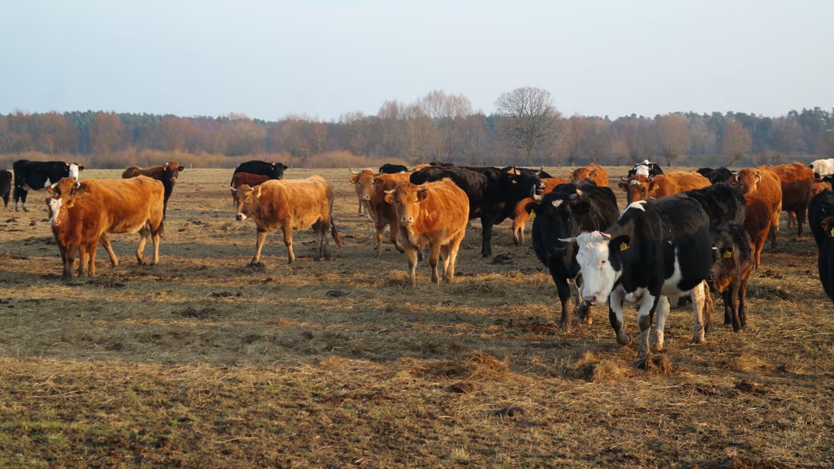 A group of cows grazing in a rural pasture during fall with a forest backdrop.